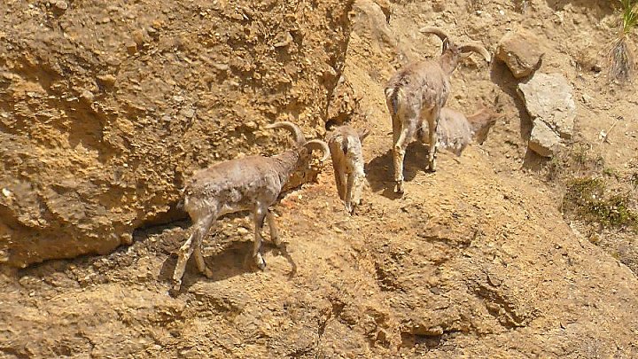 Blauschafe in Upper-Mustang - Nepal - Flora und Fauna