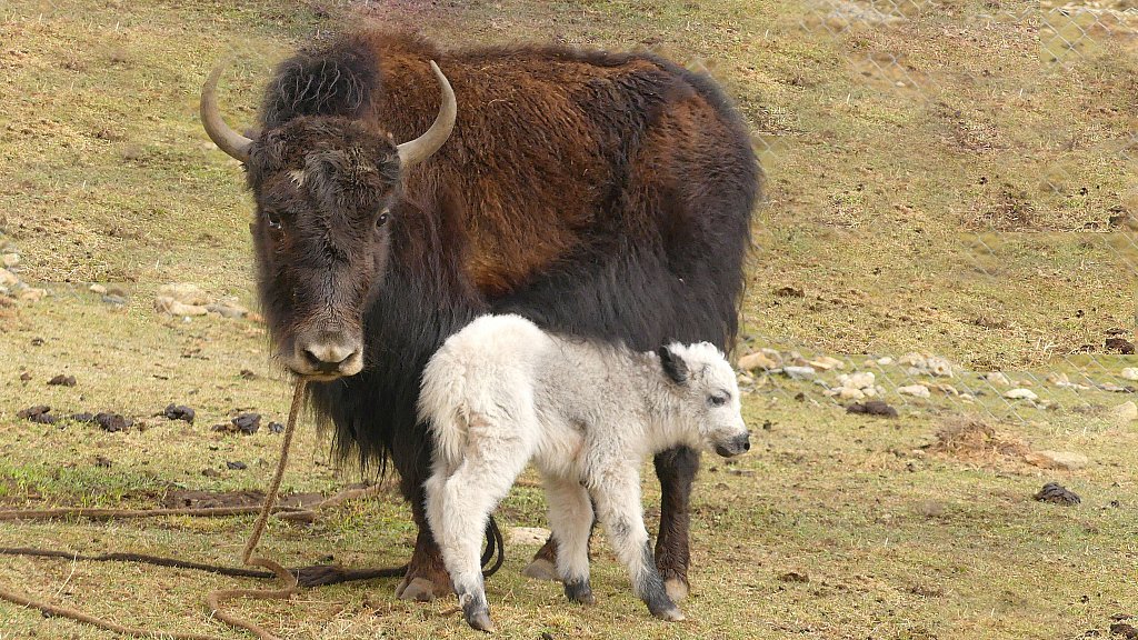Yak-Mutter und Baby - Nepal - Flora und Fauna