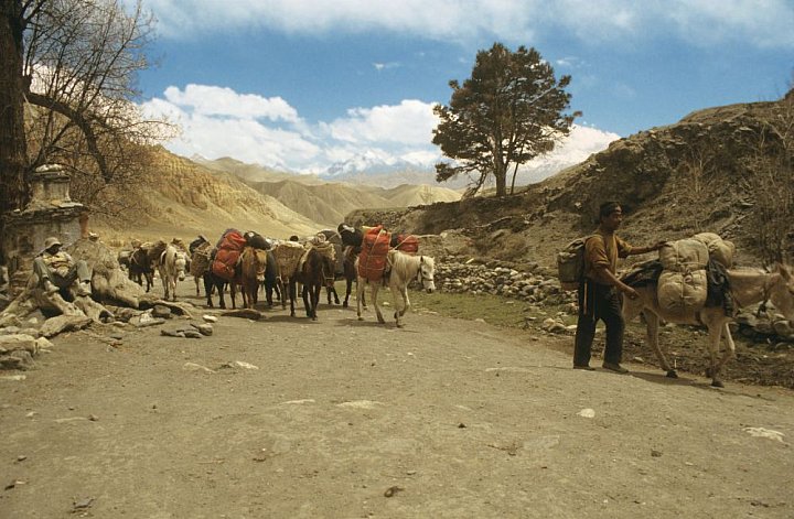 Ponykarawane in Mustang - Nepal - Mustang - verbotenes K&ouml;nigreich 1993 & 97