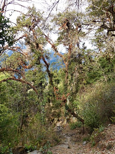 2014 - Bergurwald auf dem Tamang Heritage Trek - Helambu-Langtang: Landschaft
