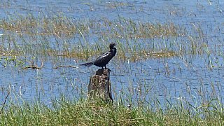 Kormoran - Sri Lanka - Flora und Fauna
