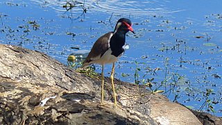 Rothaubenkiebitz - Sri Lanka - Flora und Fauna