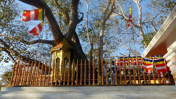 Sri Maha Bodhi - Baum - Sri Lanka - Sehensw&uuml;rdigkeiten