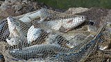 Fischfang in der Lagune - Sri Lanka - Land und Leute