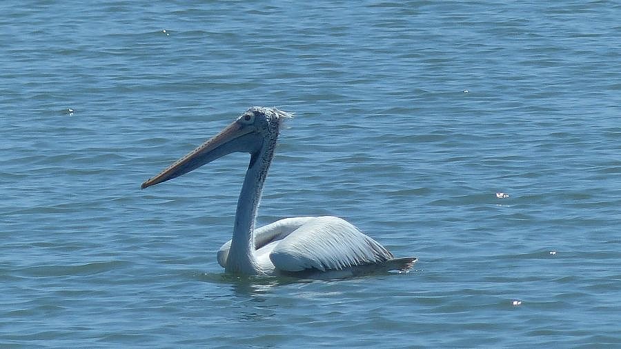 Pelikan - Sri Lanka - Flora und Fauna