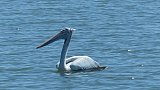 Pelikan - Sri Lanka - Flora und Fauna