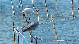 Graureiher und Silberreiher - Sri Lanka - Flora und Fauna