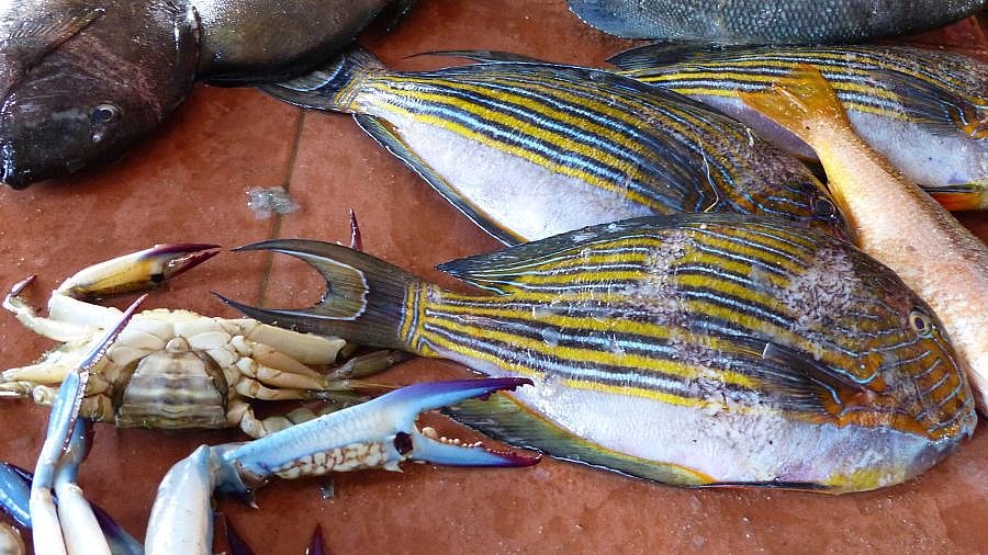 Goldstreifen-Kaninchenfisch
 - Sri Lanka - Land und Leute