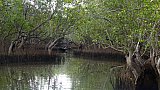 Mangrovendickicht - Sri Lanka - Landschaft