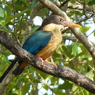Kingfisher oder Eisvogel - Sri Lanka - Flora und Fauna
