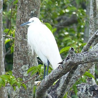 Seidenreiher oder Little Egret - Sri Lanka - Flora und Fauna