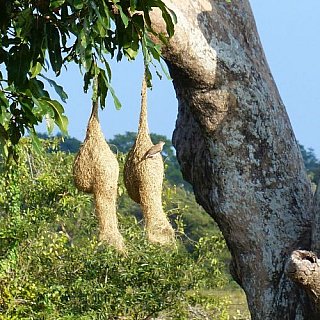 Webervogelnester mit Webervogel - Sri Lanka - Flora und Fauna