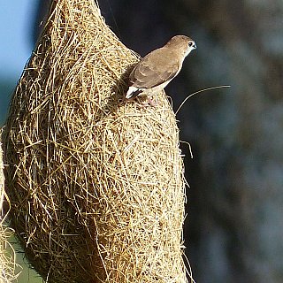 Webervogel auf seinem Nest - Sri Lanka - Flora und Fauna