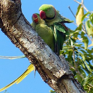 Halsbandsittich-P&auml;rchen - Sri Lanka - Flora und Fauna