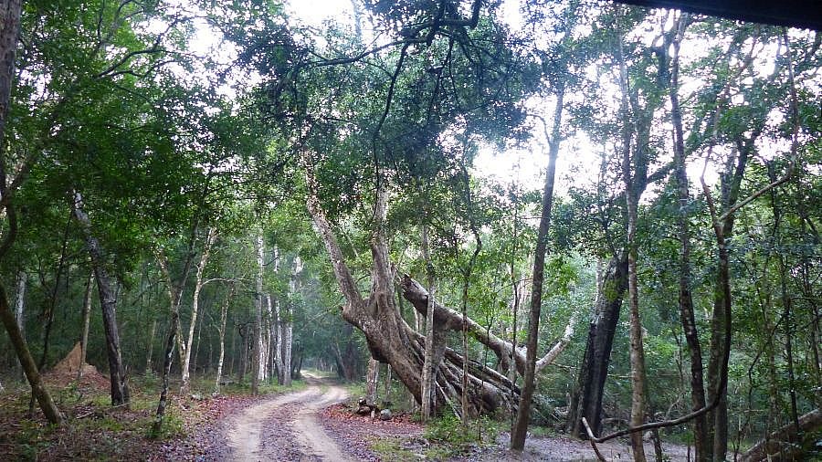Jeep-Pfad im Wilpattu Nationalpark - Sri Lanka - Flora und Fauna