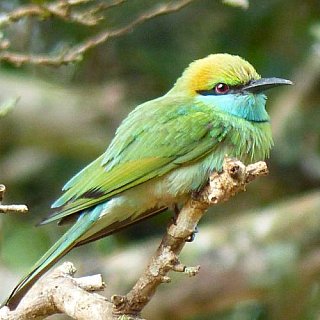 Bienenfresser in Wilpattu - Sri Lanka - Flora und Fauna