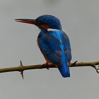Kingfischer in Wilpattu - Sri Lanka - Flora und Fauna