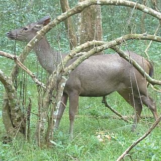 Sambarhirsch - Sri Lanka - Flora und Fauna