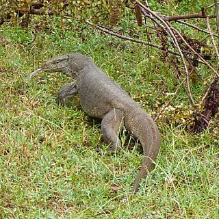 Wasser-Waran - Sri Lanka - Flora und Fauna