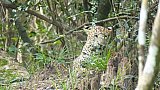 Leopard im Dickicht - Sri Lanka - Flora und Fauna