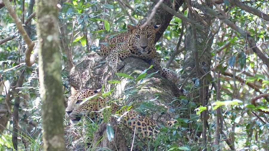 Leoparden - Bruder und Schwester - Sri Lanka - Flora und Fauna