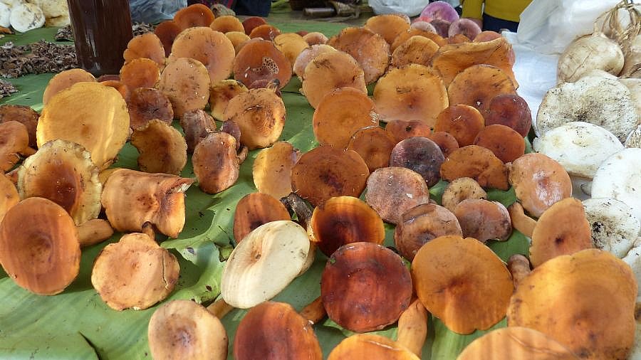 Marktstand mit Pilzen in der nordthail&auml;ndischen Provinz Chiang Rai - Nordthailand
