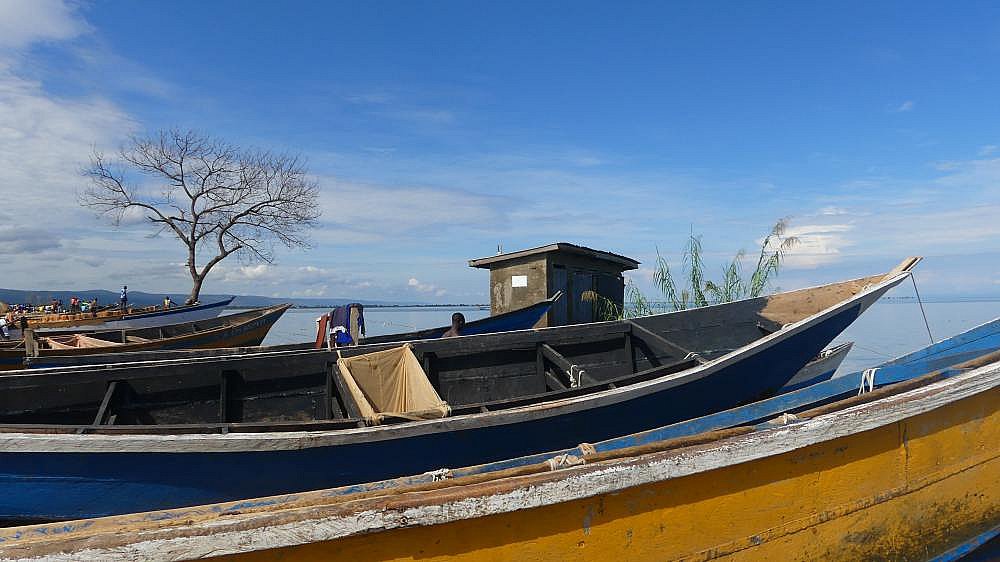 Fischerboote am Albertsee in Uganda - Uganda - Land und Leute