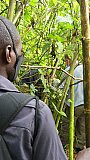 Dschungel-Dickicht im Bwindi Nationalpark - Uganda - Blog