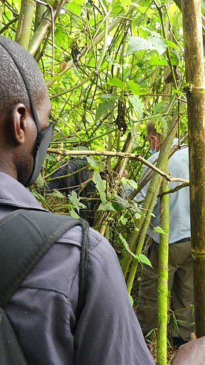 Dschungel-Dickicht im Bwindi Nationalpark - Uganda - Blog