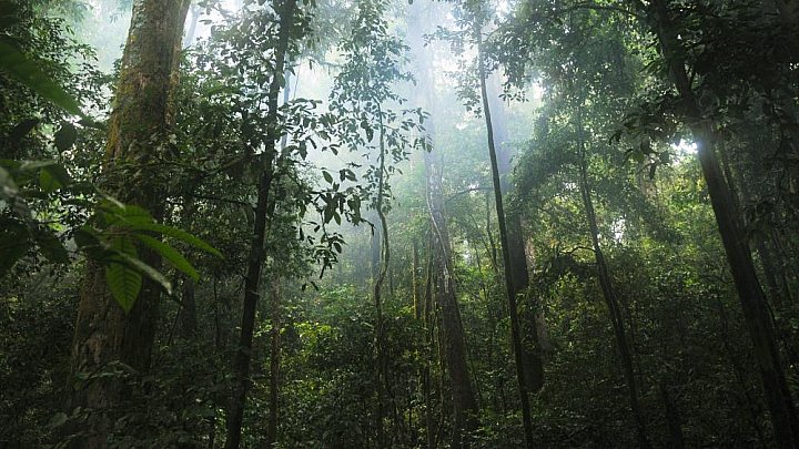 Regenwald in Bwindi - Uganda - Landschaft
