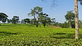 Teefekder in Uganda - Uganda - Landschaft