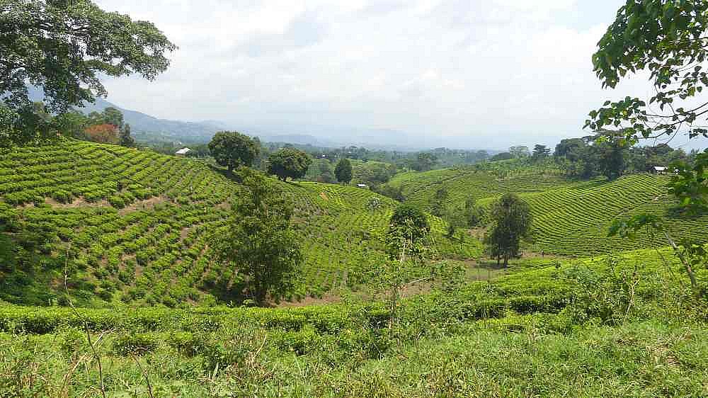 Endlose Teefelder im S&uuml;dwesten Ugandas - Uganda - Landschaft