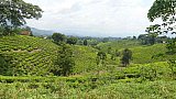 Endlose Teefelder im S&uuml;dwesten Ugandas - Uganda - Landschaft