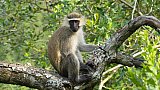 Vervet Affen im Queen Elizabeth Nationalpark - Uganda - Flora und Fauna