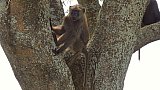 Pavian bei Siesta im Baum - Uganda - Flora und Fauna