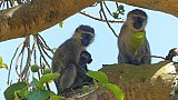 Vervet-Affenfamilie mit Baby - Uganda - Flora und Fauna