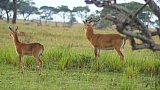 Antilopen im Murchison Falls Nationalpark - Uganda - Flora und Fauna