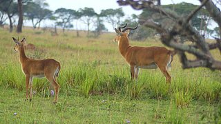 Antilopen im Murchison Falls Nationalpark - Uganda - Flora und Fauna
