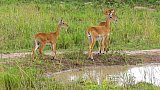 Olimbi-Antilopen im Murchison Falls Nationalpark - Uganda - Flora und Fauna