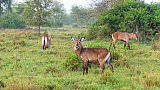 Antilopen im Lake Mburo Nationalpark - Uganda - Flora und Fauna