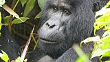 Berggorillas in Uganda - Uganda - Flora und Fauna