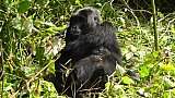 Berggorilla-Dame im Bwindi Nationalpark - Uganda - Flora und Fauna
