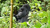 Gorilla der Bitukura-Gruppe im Bwindi Nationalpark - Uganda - Flora und Fauna