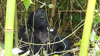 Gorilla der Bitukura-Gruppe im Bwindi Nationalpark - Uganda - Flora und Fauna