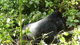 Silberr&uuml;cken der Bitukura-Gruppe im Bwindi Nationalpark - Uganda - Flora und Fauna