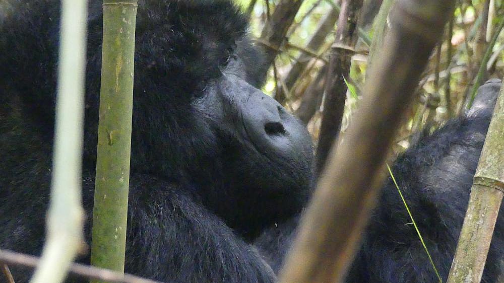 Silberr&uuml;cken beim Fr&uuml;hst&uuml;ck - Uganda - Flora und Fauna