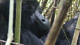 Silberr&uuml;cken beim Fr&uuml;hst&uuml;ck - Uganda - Flora und Fauna