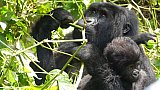Gorilla-Mama Rukara mit Ihrem Baby - Uganda - Flora und Fauna