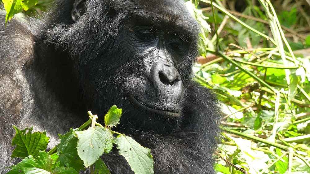 Gorilla-Dame der Bitukura-Gruppe - Uganda - Flora und Fauna