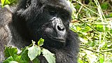 Gorilla-Dame der Bitukura-Gruppe - Uganda - Flora und Fauna